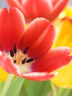 Tulip