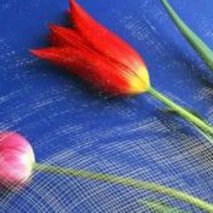 TulipĂˇn