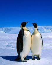 Penguins