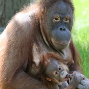 Orangutan - Zoo Berlin