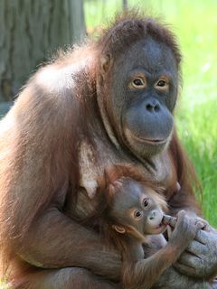 Orangutan - Zoo Berlin