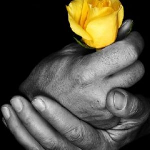 Yellow Rose