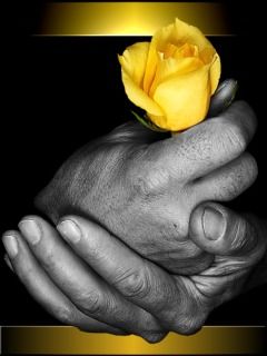 Yellow Rose