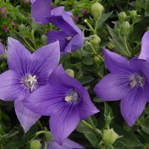 Platycodon grandiflorus