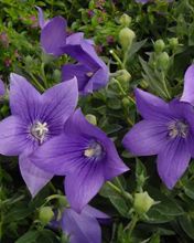 Platycodon grandiflorus