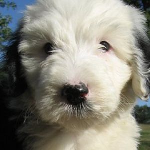 Poodle Hybrid