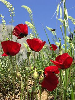 Poppy Myceana