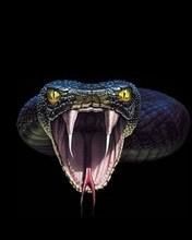 Had