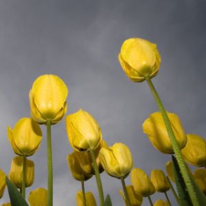 Yellow Tulip