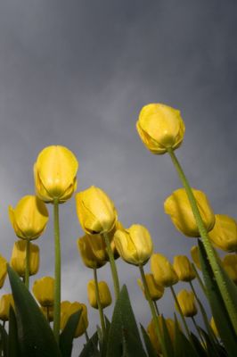 Yellow Tulip