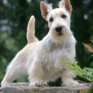 Scottish Terrier