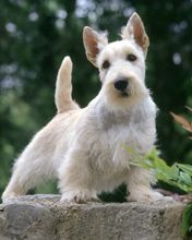 Scottish Terrier