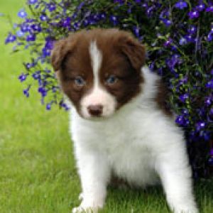 Border Collie Brown