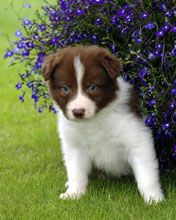 Border Collie Brown