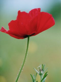 Red Poppy