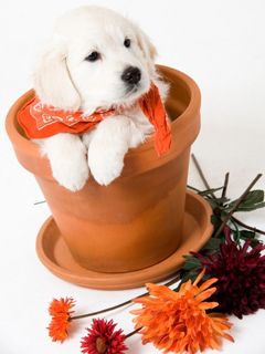 Puppy
