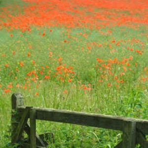 Poppy Field