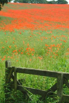 Poppy Field