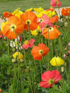 Poppy