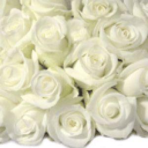 White Rose