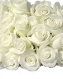 White Rose