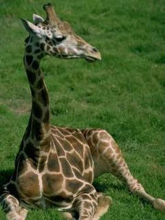 Giraffe