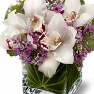 Orchids