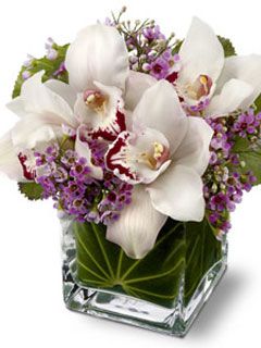 Orchids