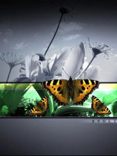 Butterflys