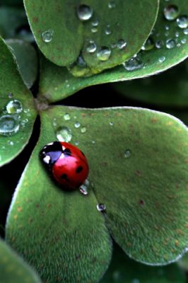 LadyBug