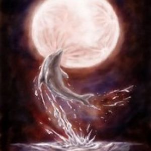 Dolphin