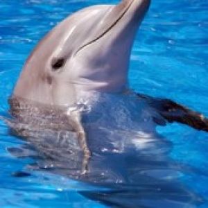 Dolphin