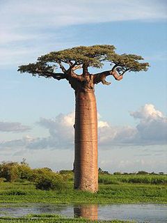 Adansonia Grandidieri