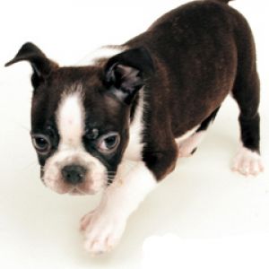 Boston Terrier