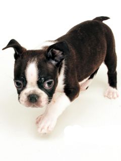 Boston Terrier