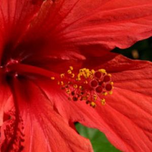 Hibiscus