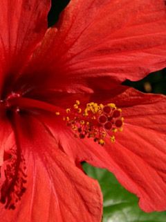Hibiscus