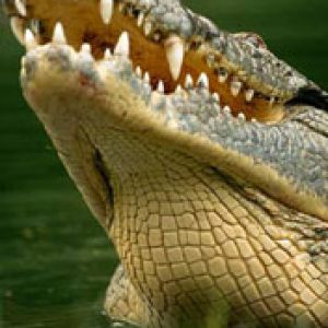 Nile - Crocodile