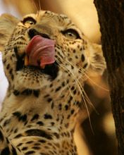 Leopard - Botswana