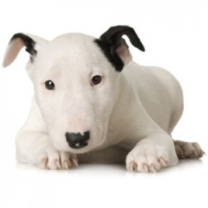 Bull Terrier