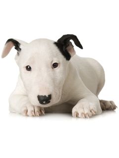 Bull Terrier