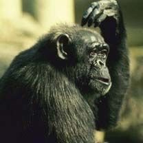 Singe