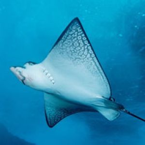 Spotted Eagle Ray