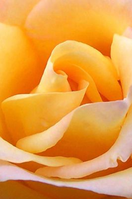 Yellow Rose