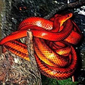 Serpent