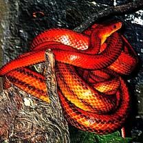 Serpent