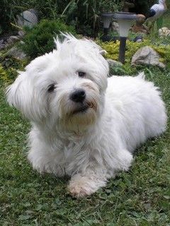 Brunko
