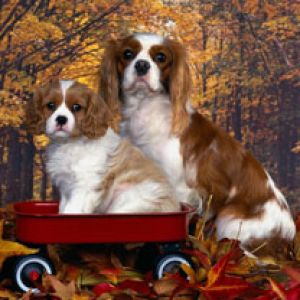 Cavalier King Charles - Spaniel