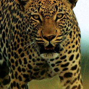 Botswana - Leopard