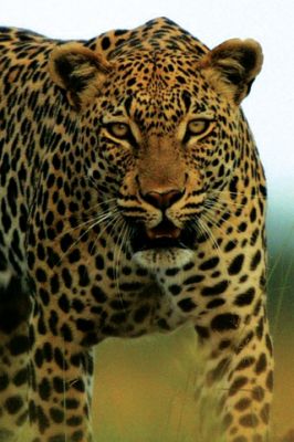 Botswana - Leopard